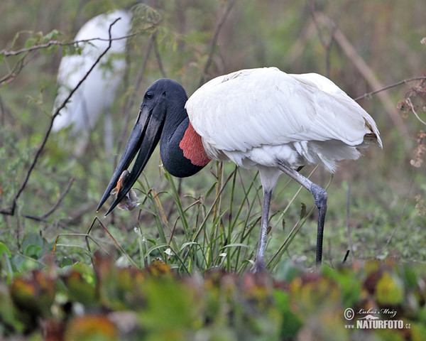 Jabiru (Jabiru mycteria)