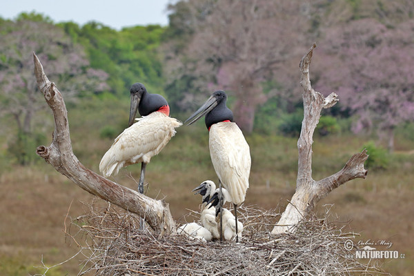 Jabiru (Jabiru mycteria)