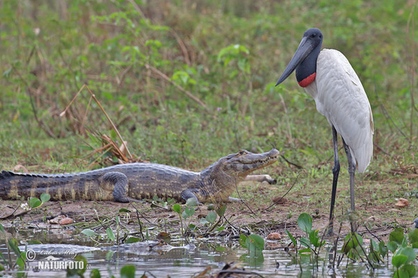 Jabiru (Jabiru mycteria)