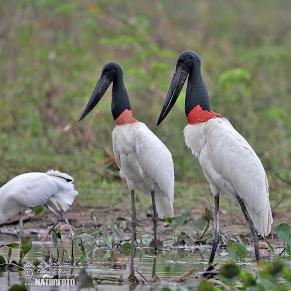 Jabiru (Jabiru mycteria)