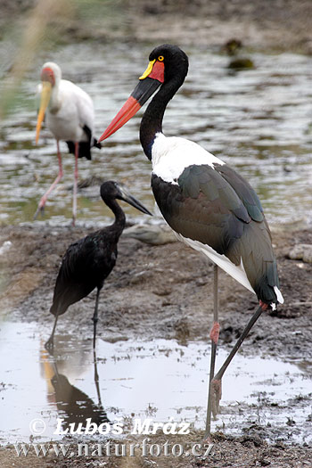 Jabiru d'Afrique