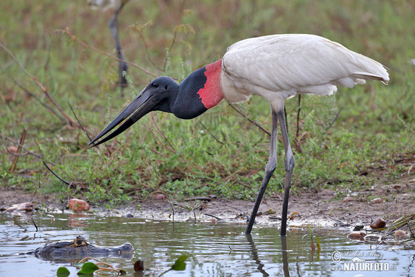 Jabiru mycteria