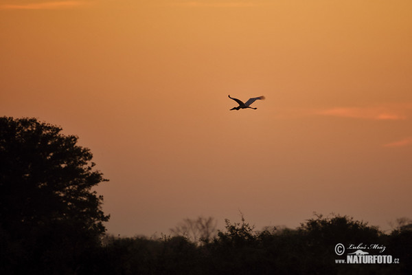 Jabiru mycteria