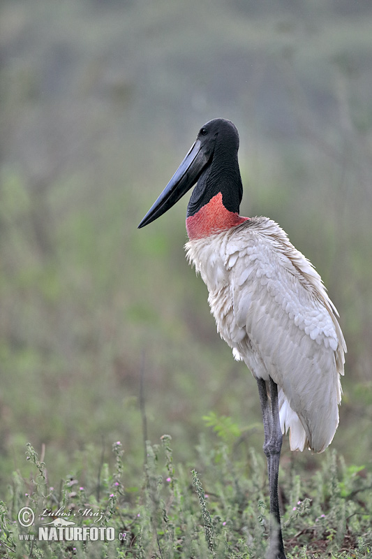 Jabiru mycteria