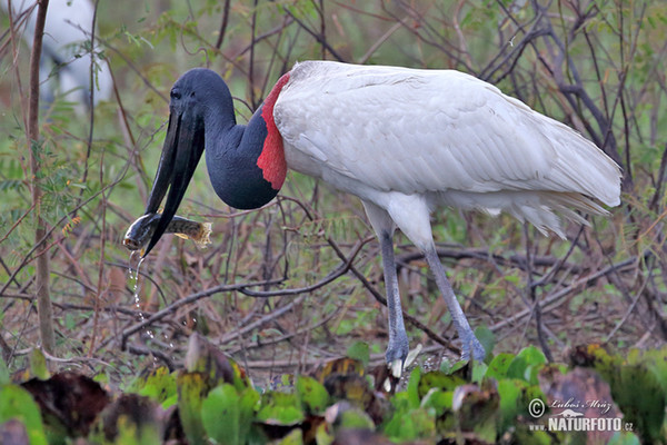 Jabiru mycteria