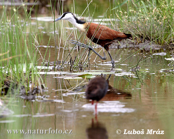 Jacana à poitrine dorée