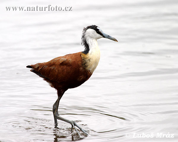 Jacana-africana