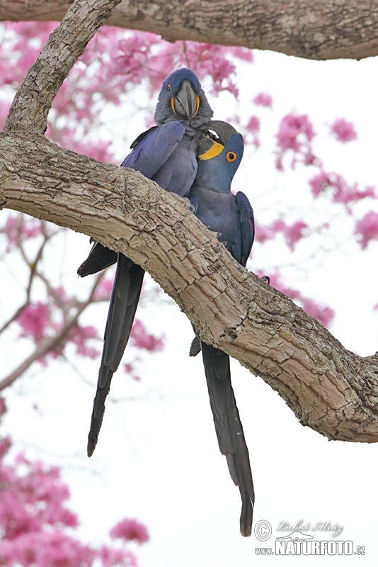 jacinto, guacamayo azu