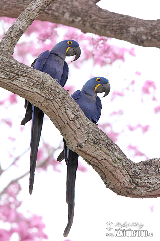 jacinto, guacamayo azu