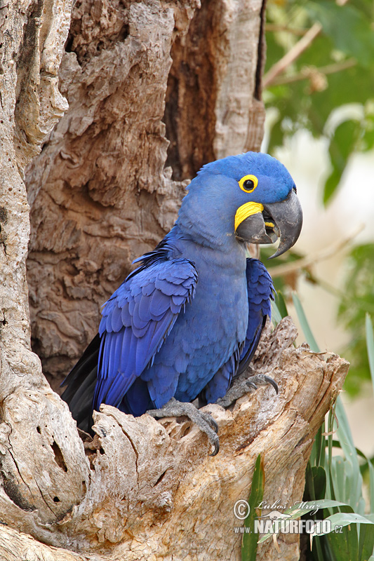 jacinto, guacamayo azu