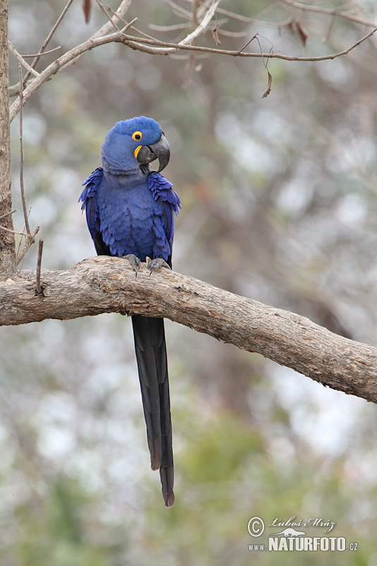 jacinto, guacamayo azu