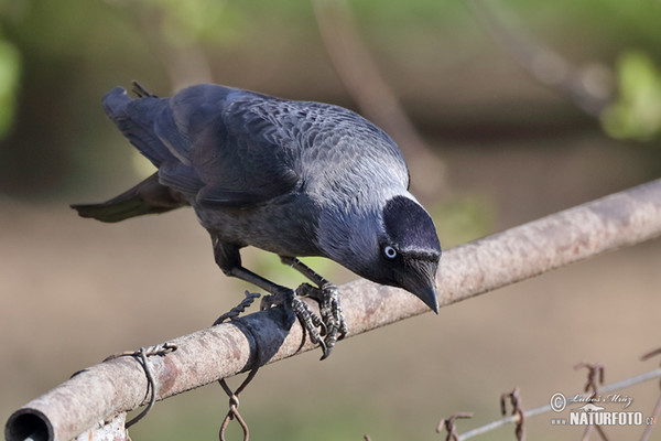 Jackdaw (Corvus monedula)