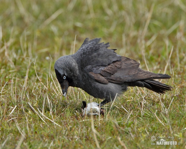 Jackdaw (Corvus monedula)