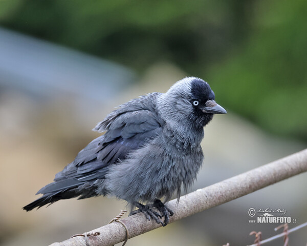 Jackdaw (Corvus monedula)