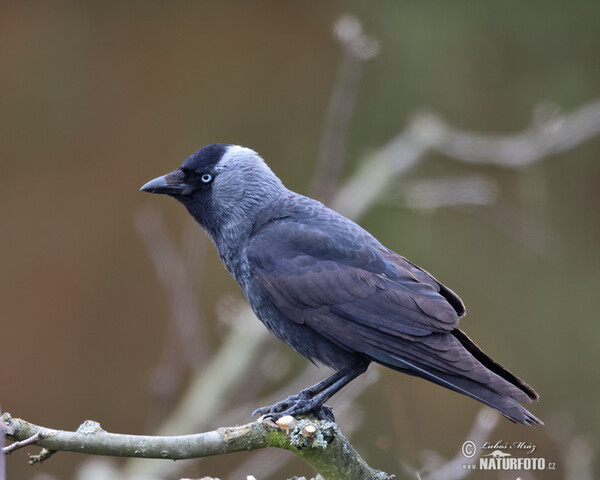 Jackdaw (Corvus monedula)