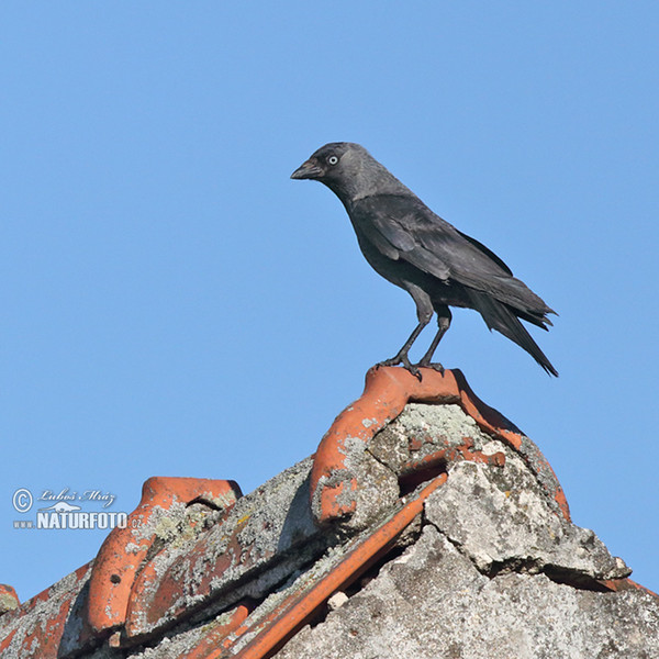 Jackdaw (Corvus monedula)