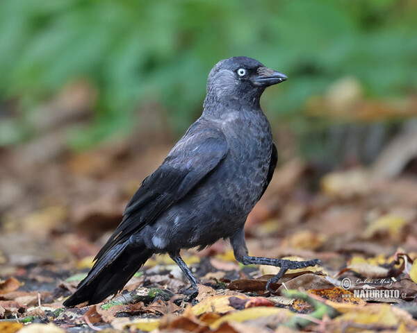 Jackdaw (Corvus monedula)