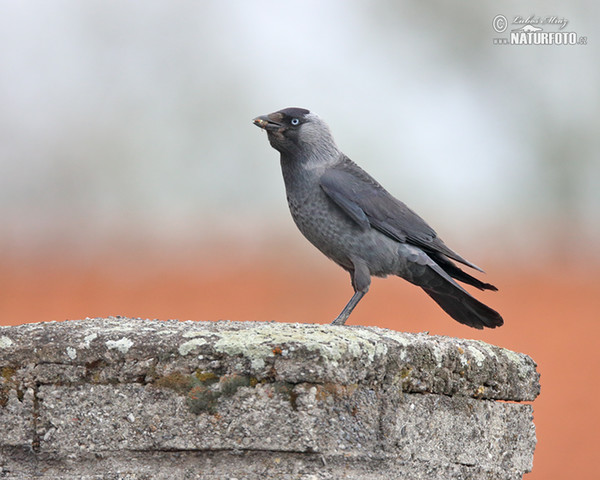 Jackdaw (Corvus monedula)