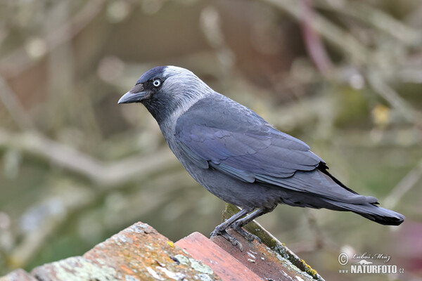 Jackdaw (Corvus monedula)