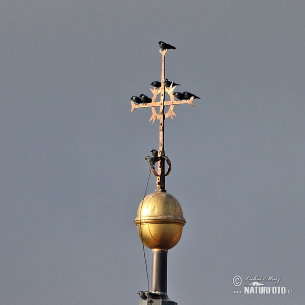 Jackdaw (Corvus monedula)