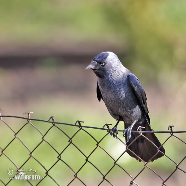 Jackdaw (Corvus monedula)