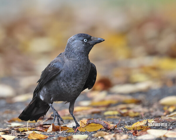 Jackdaw (Corvus monedula)