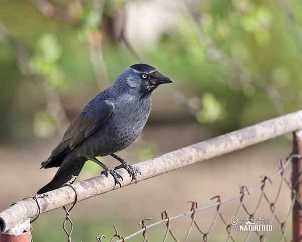 Jackdaw (Corvus monedula)