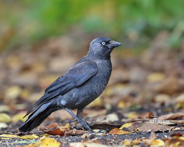 Jackdaw (Corvus monedula)