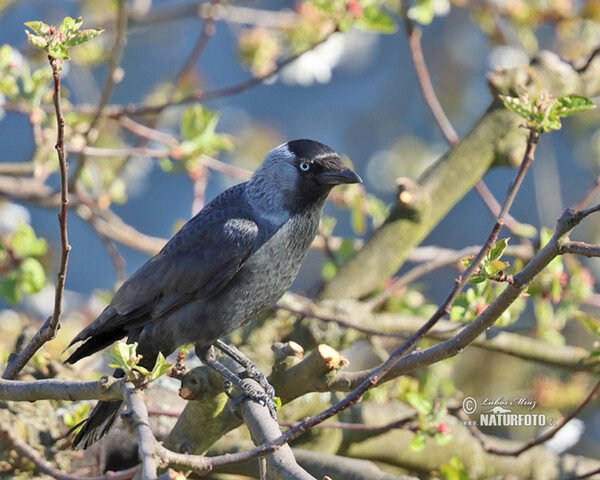 Jackdaw (Corvus monedula)