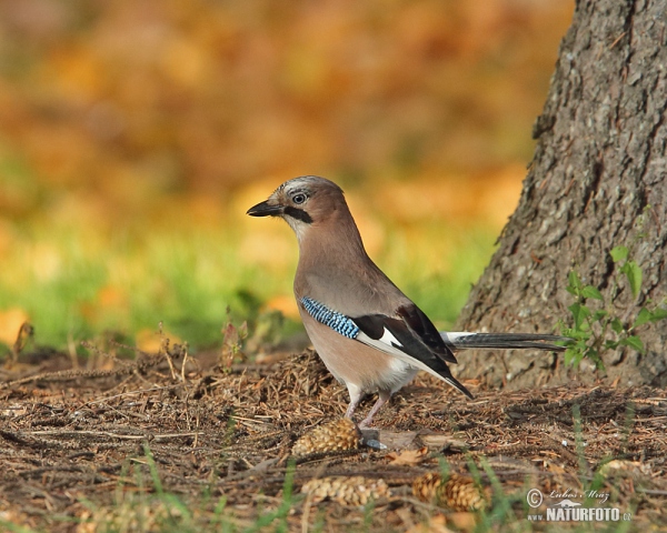 Jay (Garrulus glandarius)