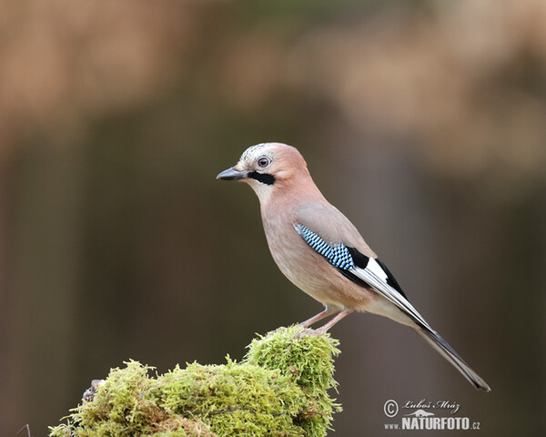 Jay (Garrulus glandarius)