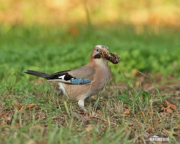 Jay (Garrulus glandarius)