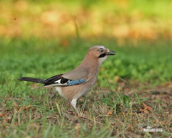 Jay (Garrulus glandarius)