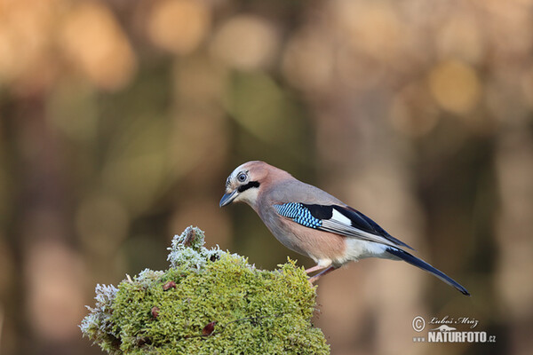 Jay (Garrulus glandarius)