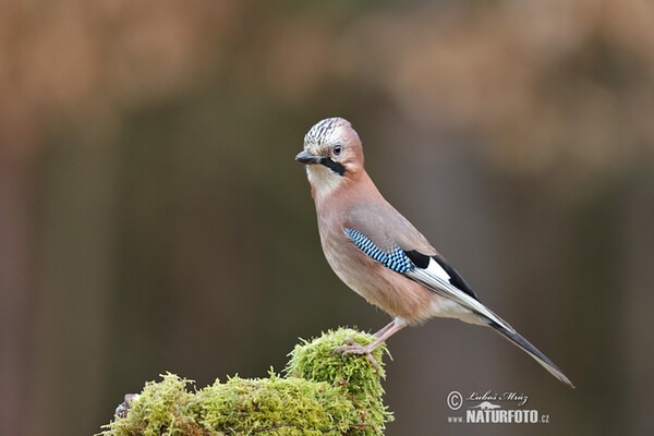 Jay (Garrulus glandarius)