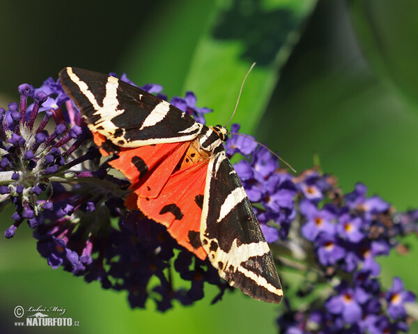 Jersey Tiger (Euplagia quadripunctaria)