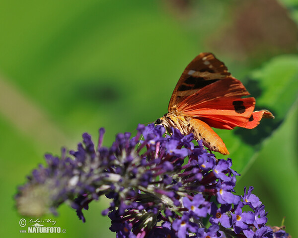 Jersey Tiger (Euplagia quadripunctaria)