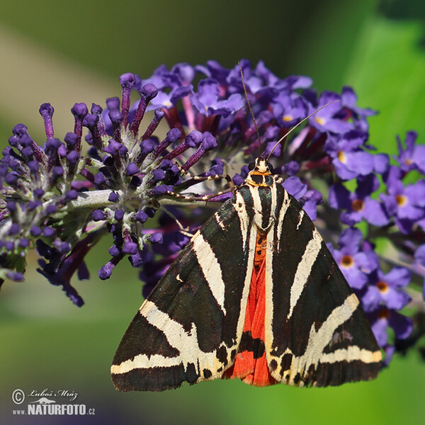 Jersey Tiger (Euplagia quadripunctaria)