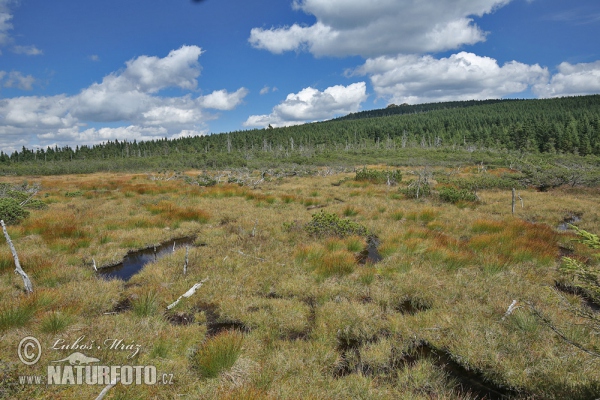 Jizerské hory Mts. (Jiz)