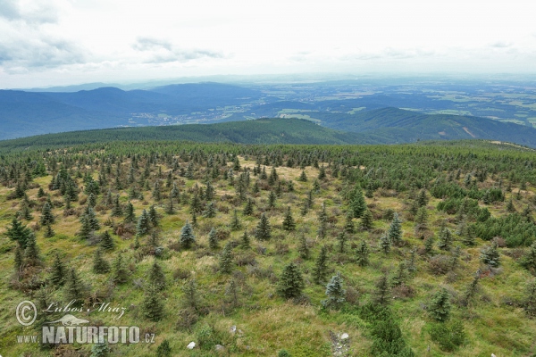 Jizerské hory Mts. (Jiz)