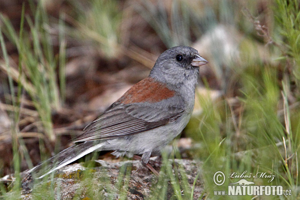 Junco occhiscuri