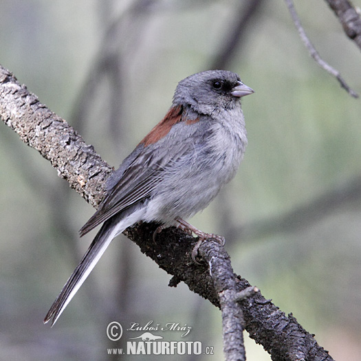 Junco ojioscuro