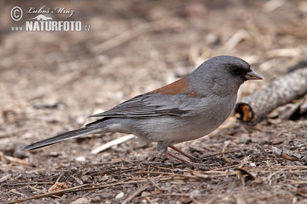 Junco ojioscuro