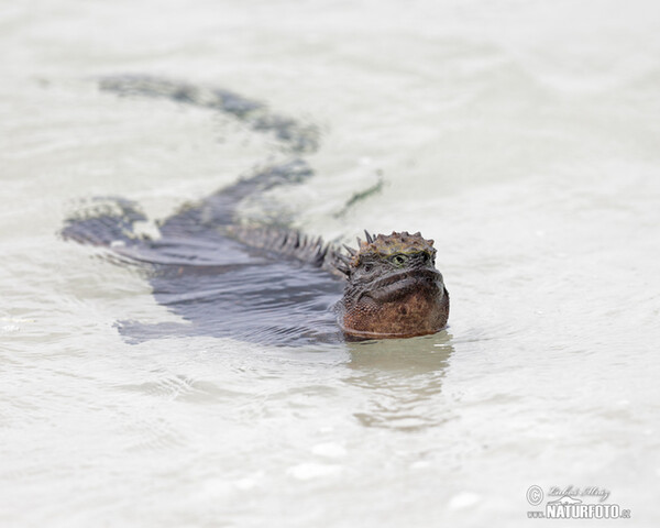 Jūrinė iguana