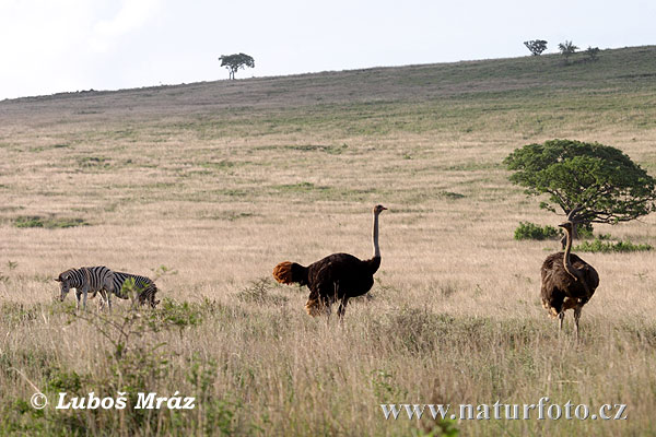 Južna Afrika