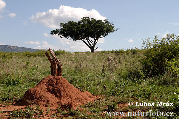 Južna Afrika