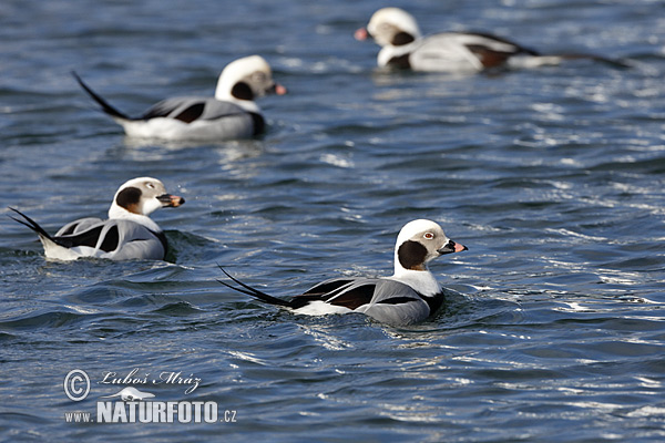 Kākaulis