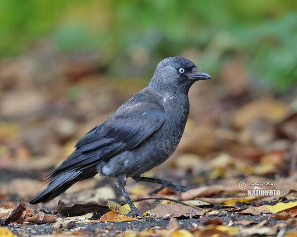 Kauw vogel