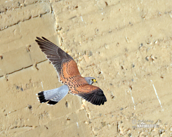 Kestrel (Falco tinnunculus)