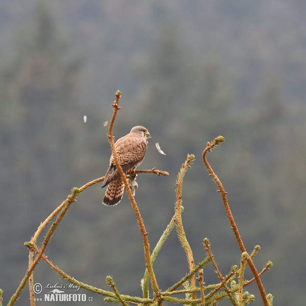 Kestrel (Falco tinnunculus)